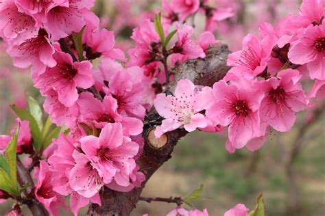 桃花樹結果|桃花是夏天開的嗎，桃花的花期為3～4月/6～9月結果